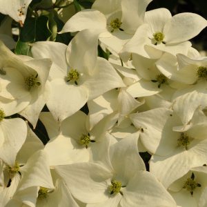 cornus kousa chinensis