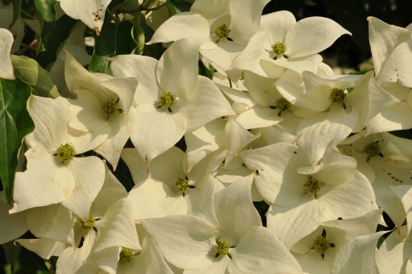 cornus kousa chinensis