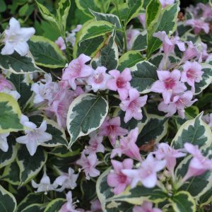 weigela florida variegata