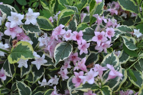 weigela florida variegata