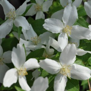 philadelphus erectus