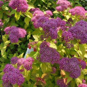 spirea japonica magic carpet