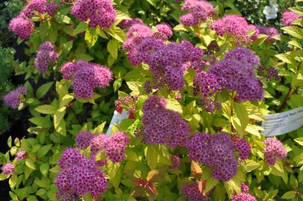 spirea japonica magic carpet