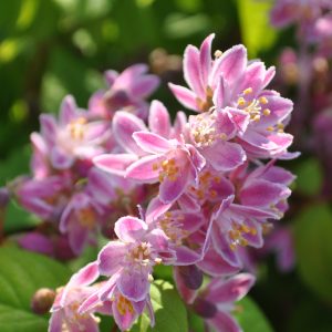 deutzia tourbillon rouge