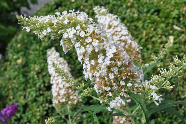 buddleja davidii white profusion