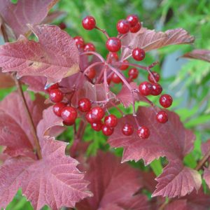 viburnum oculus