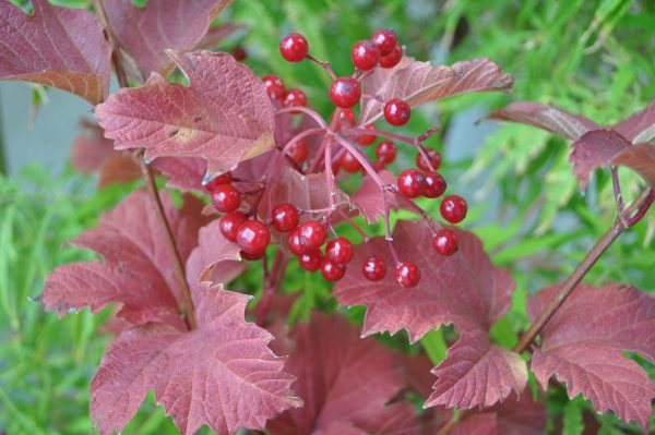 viburnum oculus