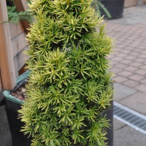 taxus beccata fastigiata aurea