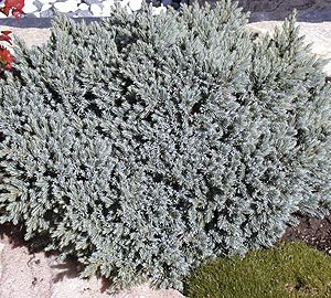 Juniperus squamanta blue star