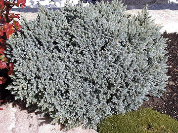 Juniperus squamanta blue star