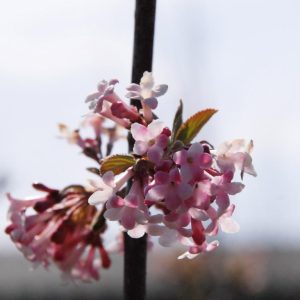 viburnum bodnantense dawn