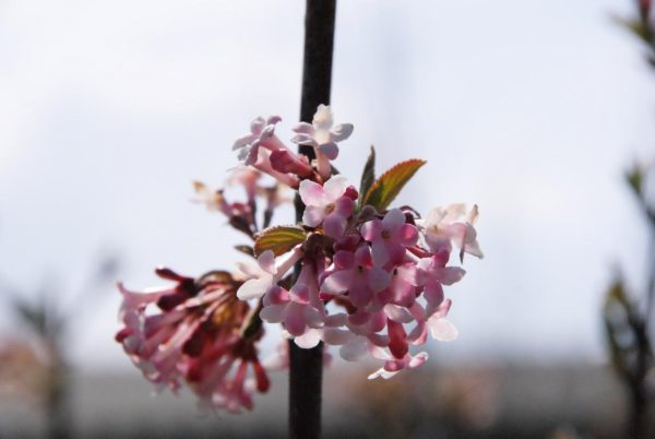 viburnum bodnantense dawn