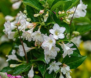 weigela bristol snowflake