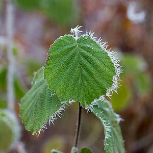 corylus avellana