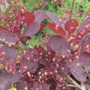 cotinus coggygria royal purple