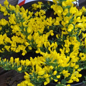 cytisus decumbens