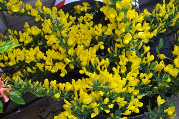cytisus decumbens