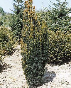 taxus beccata fustigata