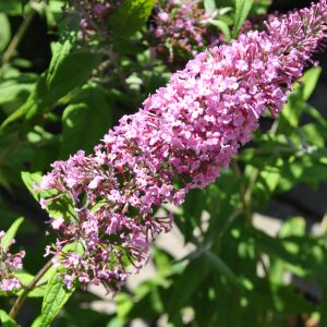 buddleja davidii pink delight