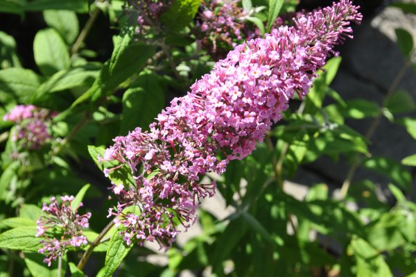 buddleja davidii pink delight