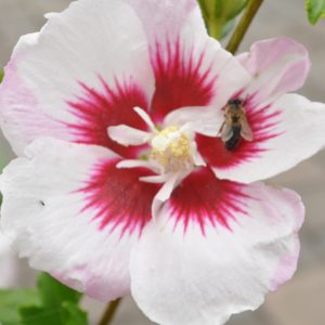 hibiskus mathilda