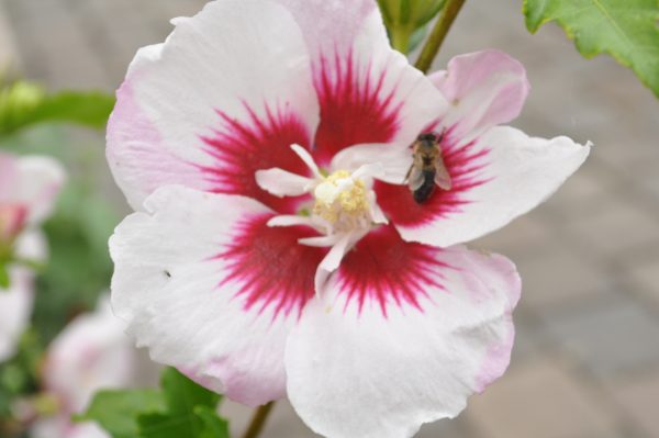 hibiskus mathilda