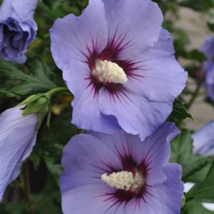 hibiscus marina