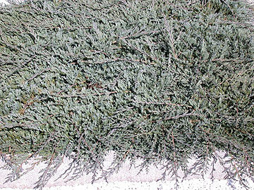Juniperus wiltonii