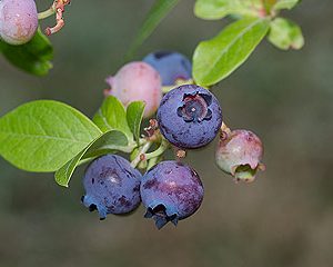 vaccinium hortblue petite