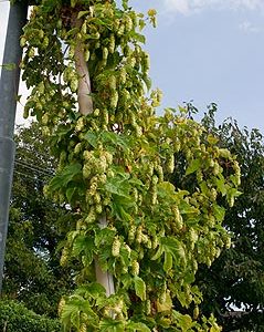 humulus lupulus