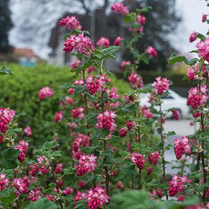 ribes sanguineum king Edward