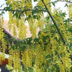 laburnum watereri vossii