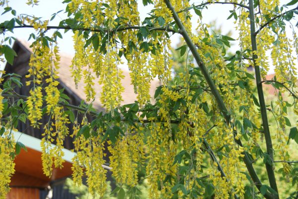 laburnum watereri vossii