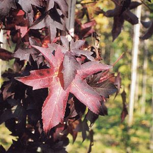 liquidamber styraciflua slender silhouette