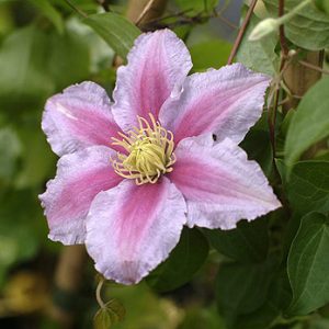 clematis Nelly moser