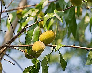 prunus dulcis