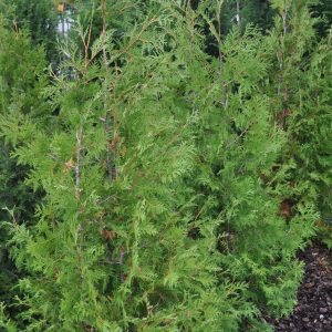 thuja occidentalis