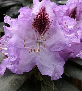 rhododendron Pfauenauge