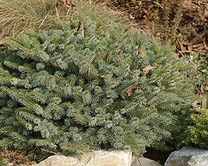 picea omerica nana