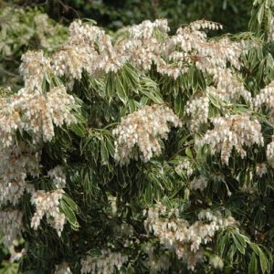 Pieris japonica