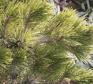 pinus heldreichii var. leucodermis