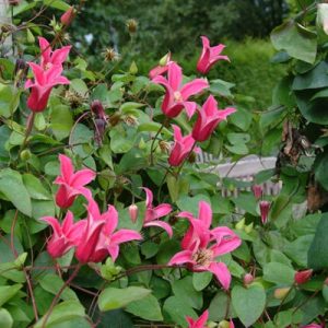 clematis princess Diana