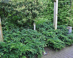 Taxus beccata renkes kleiner grüner