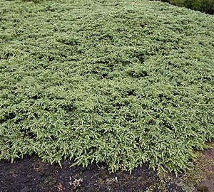 Juniperus repandens