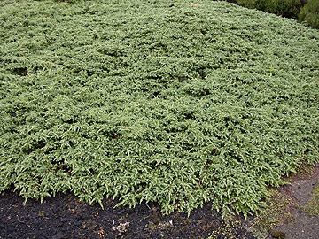 Juniperus repandens