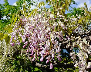 wisteria floribunda honbenii