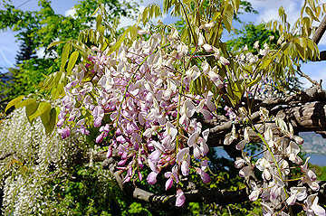 wisteria floribunda honbenii