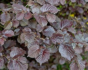 corylus rote zellernuss