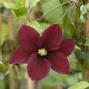 clematis rouge cardinal