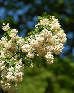 staphylea pinnata